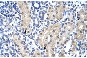 Immunohistochemical staining (Formalin-fixed paraffin-embedded sections) of human kidney with APTX polyclonal antibody  at 4-8 ug/mL working concentration.