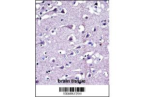 MMP16 Antibody immunohistochemistry analysis in formalin fixed and paraffin embedded human brain tissue followed by peroxidase conjugation of the secondary antibody and DAB staining. (MMP16 antibody  (C-Term))