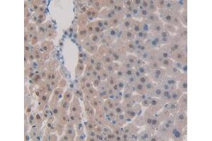 Used in DAB staining on fromalin fixed paraffin- embedded Kidney tissue (TNFSF9 antibody  (AA 105-309))