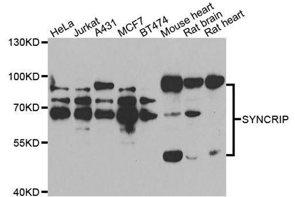 SYNCRIP antibody  (AA 1-200)