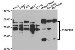 Western blot analysis of extracts of various cell lines, using SYNCRIP antibody. (SYNCRIP antibody  (AA 1-200))