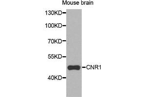 Western blot analysis of extracts of mouse brain cells, using CNR1 antibody.