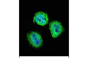 Confocal immunofluorescent analysis of STAT4 Antibody (C-term) (ABIN657644 and ABIN2846639) with Hela cell followed by Alexa Fluor 488-conjugated goat anti-rabbit lgG (green). (STAT4 antibody  (C-Term))