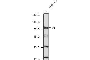 Western blot analysis of extracts of mouse thymus, using EFS antibody (ABIN7266930) at 1:1000 dilution. (EFS antibody  (AA 60-190))