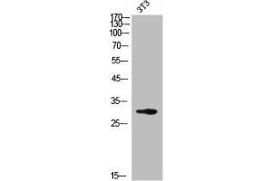Western Blot analysis of NIH-3T3 cells using PSA Polyclonal Antibody (Prostate Specific Antigen antibody  (Internal Region))