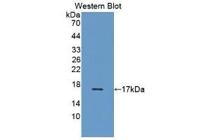 Western Blotting (WB) image for anti-Interleukin 5 (IL5) (AA 20-134) antibody (ABIN1868682)