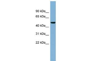 WB Suggested Anti-SMYD1 Antibody Titration:  0. (SMYD1 antibody  (N-Term))