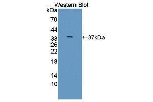 Western Blotting (WB) image for anti-Interleukin 12 beta (IL12B) (AA 23-329) antibody (ABIN1868567)