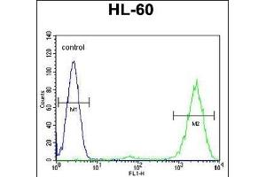 PT Antibody (N-term) (ABIN655715 and ABIN2845165) flow cytometric analysis of HL-60 cells (right histogram) compared to a negative control cell (left histogram). (PTMA antibody  (N-Term))