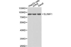 Western blot analysis of extracts of various cell lines, using SLAMF1 antibody.