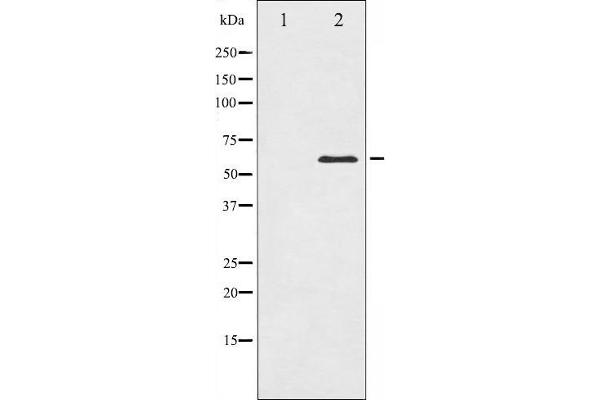 CDC25C antibody  (Internal Region)