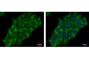ICC/IF Image AHCYL2 antibody [N3C3] detects AHCYL2 protein at cytoplasm by immunofluorescent analysis. (AHCYL2 antibody)