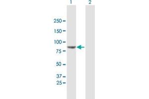 Western Blot analysis of VPS52 expression in transfected 293T cell line by VPS52 MaxPab polyclonal antibody. (VPS52 antibody  (AA 1-723))