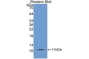 Detection of Recombinant MUC2, Mouse using Polyclonal Antibody to Mucin 2 (MUC2) (MUC2 antibody  (AA 27-110))