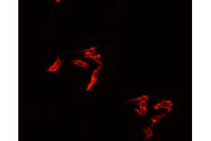 ABIN6278120 staining HepG2? (TRIM29 antibody  (Internal Region))