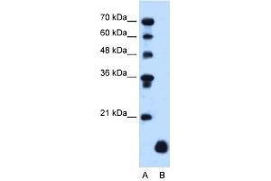 PLP2 antibody used at 1.
