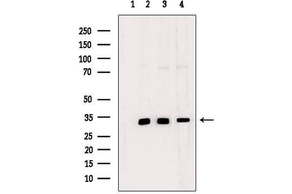 Necdin-Like 2 antibody  (Internal Region)