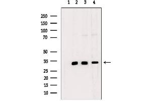 Western blot analysis of extracts from various samples, using MAGG1 Antibody. (Necdin-Like 2 antibody  (Internal Region))
