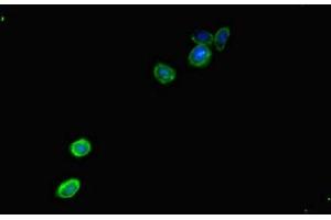 Immunofluorescent analysis of HepG2 cells using ABIN7146491 at dilution of 1:100 and Alexa Fluor 488-congugated AffiniPure Goat Anti-Rabbit IgG(H+L)