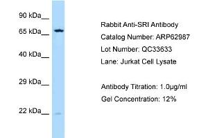Western Blotting (WB) image for anti-Sorcin (SRI) (C-Term) antibody (ABIN971786) (SRI antibody  (C-Term))