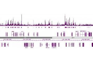 Chromatin IP:: ChIP performed on HeLa cell chromatin using 39123. (Histone H2B antibody  (acLys5))