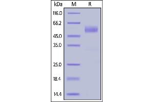 Human NKG2D, Fc Tag (Hied) on  under reducing (R) condition. (KLRK1 Protein (AA 73-216) (Fc Tag))