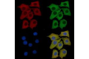 JNK3 Mouse Monoclonal Antibody staining HepG2 cells by IF/ICC.