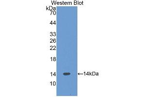 Western blot analysis of the recombinant protein. (VPREB1 antibody  (AA 43-128))