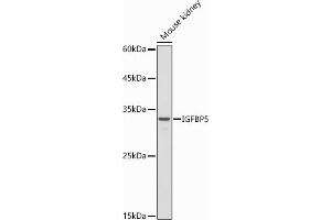 Western blot analysis of extracts of Mouse kidney, using IGFBP5 antibody (ABIN6130485, ABIN6142257, ABIN6142259 and ABIN6216084) at 1:500 dilution. (IGFBP5 antibody  (AA 68-167))