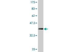 Western Blot detection against Immunogen (37 KDa) . (c-FOS antibody  (AA 1-100))