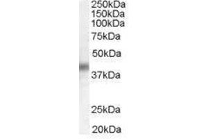 Image no. 2 for anti-Dual Specificity Phosphatase 1 (DUSP1) (C-Term) antibody (ABIN374121) (DUSP1 antibody  (C-Term))