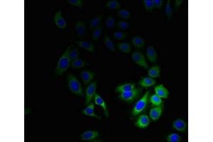 Immunofluorescent analysis of HepG2 cells using ABIN7147043 at dilution of 1:100 and Alexa Fluor 488-congugated AffiniPure Goat Anti-Rabbit IgG(H+L) (M6PR antibody  (AA 1-277))