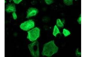 Anti-RASSF1 mouse monoclonal antibody (ABIN2454254) immunofluorescent staining of COS7 cells transiently transfected by pCMV6-ENTRY RASSF1 (RC213525). (RASSF1 antibody)