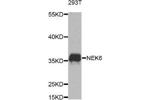 Western blot analysis of extracts of 293T cells, using NEK6 Antibody (ABIN5974604) at 1/1000 dilution. (NEK6 antibody)