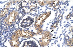 Human kidney (EHF antibody  (N-Term))