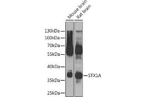 Western blot analysis of extracts of various cell lines, using STX1A Rabbit pAb (ABIN6134937, ABIN6148660, ABIN6148662 and ABIN6223930) at 1:500 dilution. (STX1A antibody)