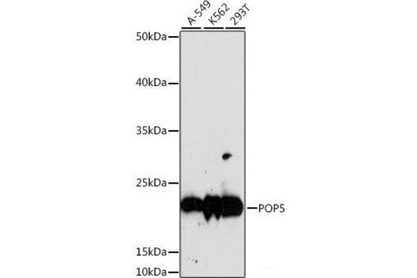 POP5 antibody