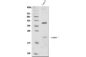 Western blot analysis of Claudin 7/CLDN-7 using anti-Claudin 7/CLDN-7 antibody (ABIN7602665).