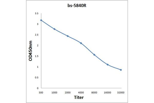 HEPACAM antibody  (AA 101-200)