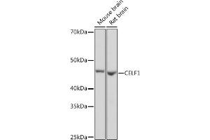 Western blot analysis of extracts of various cell lines, using CELF1 Rabbit mAb (ABIN3021556, ABIN3021557, ABIN3021558, ABIN1512841 and ABIN1514019) at 1:1000 dilution. (CELF1 antibody)