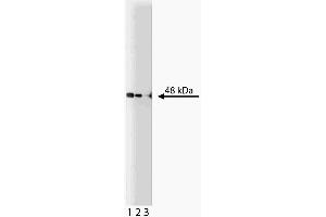 Western blot analysis of PKA [RI] on a human endothelial lysate. (CAMP-Dependent Protein Kinase R1 (PKA-R1) (AA 225-381) antibody)