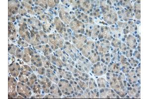 Immunohistochemical staining of paraffin-embedded Human Kidney tissue using anti-TACC3 mouse monoclonal antibody. (TACC3 antibody)