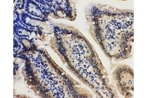 IHC-P: Lamin A/C antibody testing of mouse intestine tissue (Lamin A/C antibody  (AA 455-469))