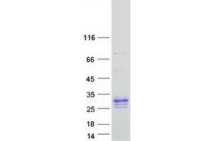 Validation with Western Blot (PRADC1 Protein (Myc-DYKDDDDK Tag))