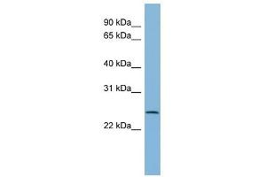 CXORF26 antibody used at 1 ug/ml to detect target protein. (CXorf26 antibody  (Middle Region))