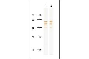NP of Influenza B virus Immunodetection using anti-NP monoclonal antibody in Western blotting after PAGE in reducing conditions. (Influenza Nucleoprotein antibody (Influenza B Virus))