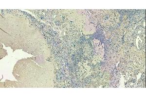 Immunohistochemistry (IHC) image for anti-Forkhead Box L2 (FOXL2) (C-Term) antibody (ABIN185040)