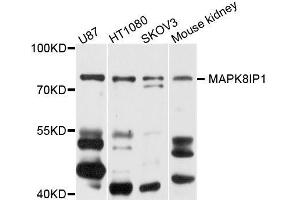 Western blot analysis of extracts of various cell lines, using MAPK8IP1 antibody (ABIN5996222) at 1/1000 dilution.