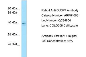 Western Blotting (WB) image for anti-Dual Specificity Phosphatase 4 (DUSP4) (C-Term) antibody (ABIN2789728) (DUSP4 antibody  (C-Term))