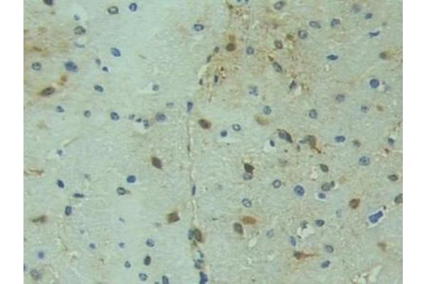 HMGCS1 antibody  (AA 1-238)